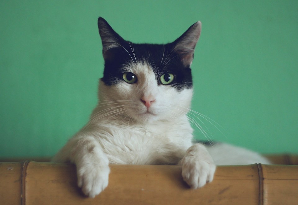 Cat in a bright pet-friendly apartment